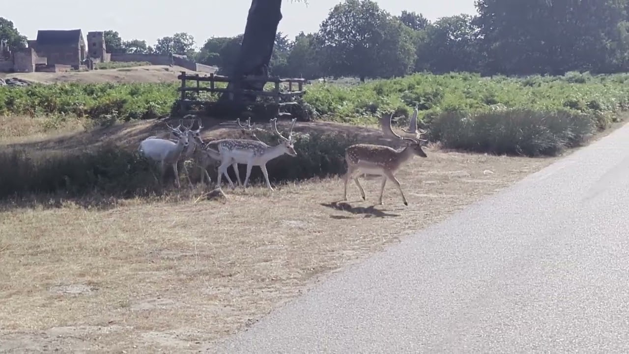 Deer in Bradgate Park, Charnwood, Leicestershire