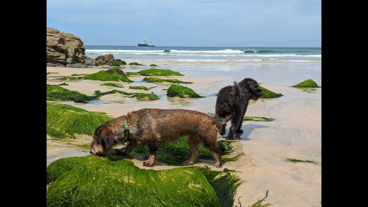 Our Dogs Playing on Porthkidney Sands in St Ives Cornwall