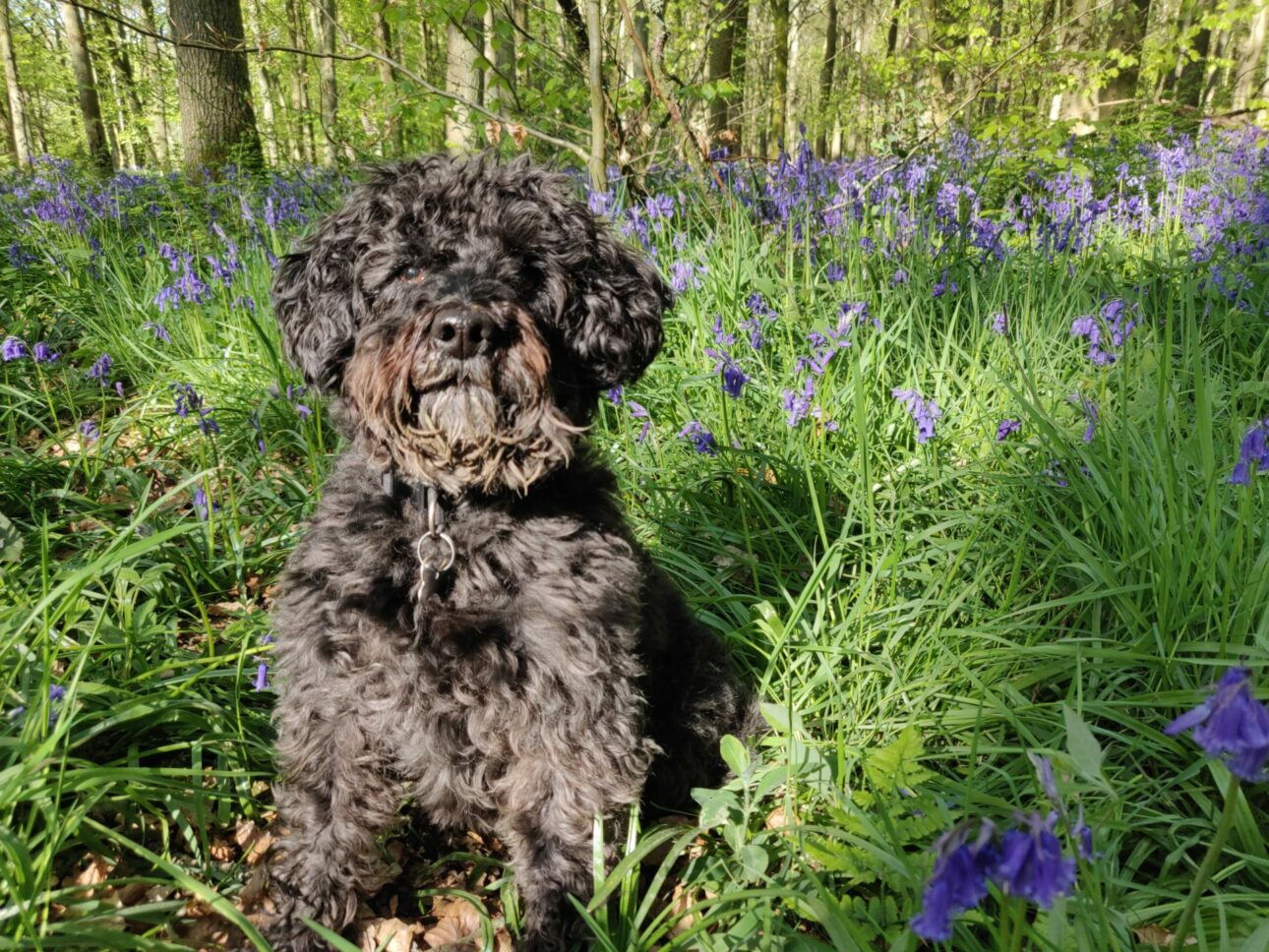 Lily in Bluebell Woods