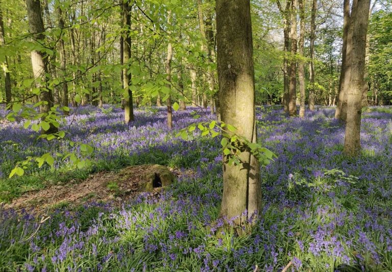 Bluebell woods at Ashridge 768x532