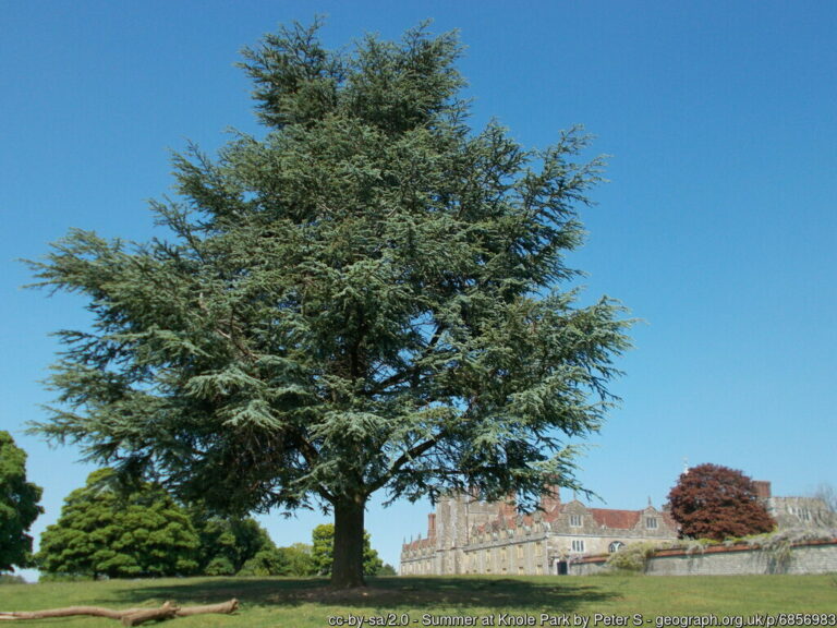 knole park 768x576