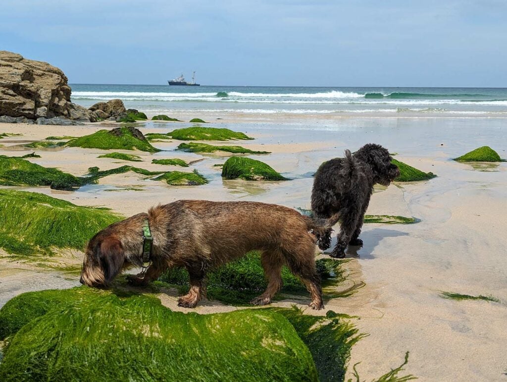 Dog-friendly Porthkidney Sands, St Ives, Cornwall