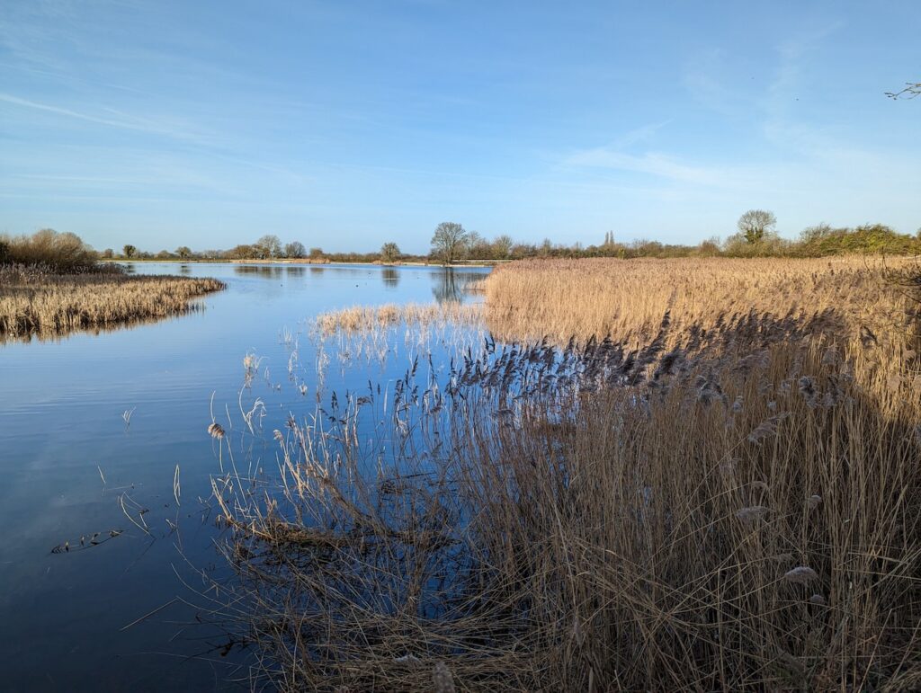 Reeds in Tringford reservoir