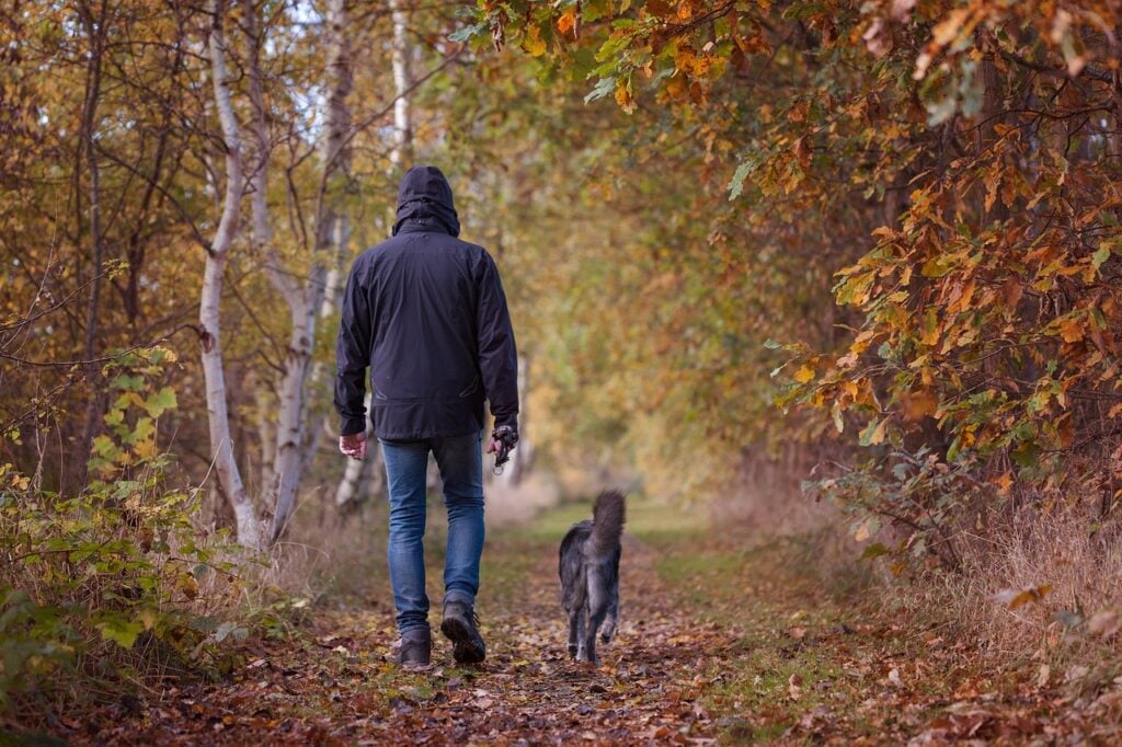 Autumn dog walks