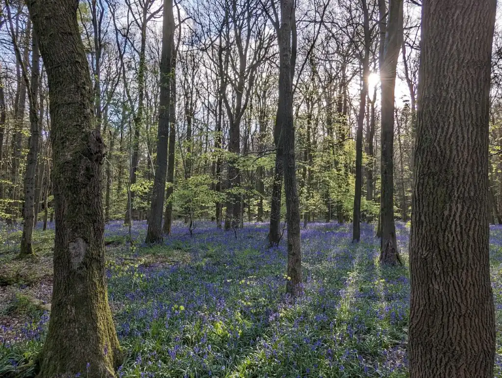 Ashridge Bluebells