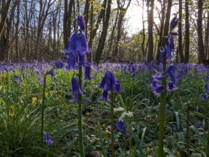 Bluebells in Ashridge, Hertfordshire