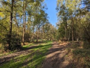 Ashridge Woods Path
