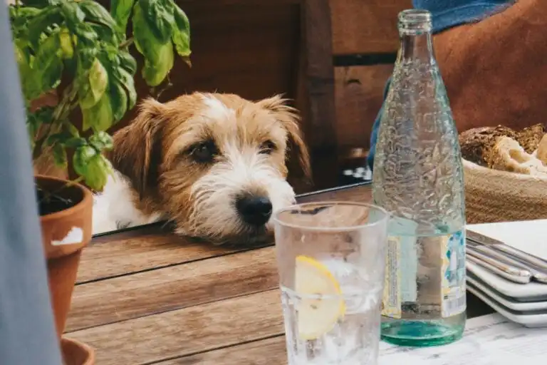 Dog friendly places to eat