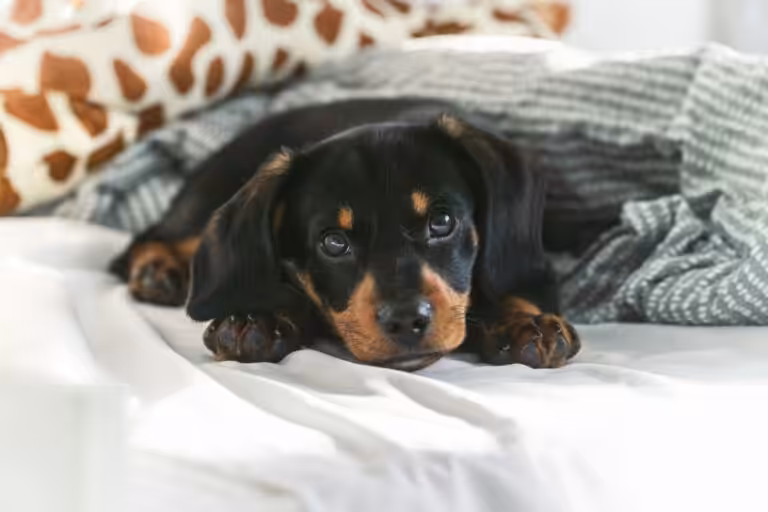 Dog places to stay Dog places to stay