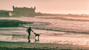 Autumn Dog Beach Walk