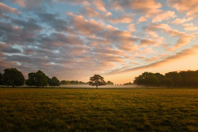 Richmond Park 768x512