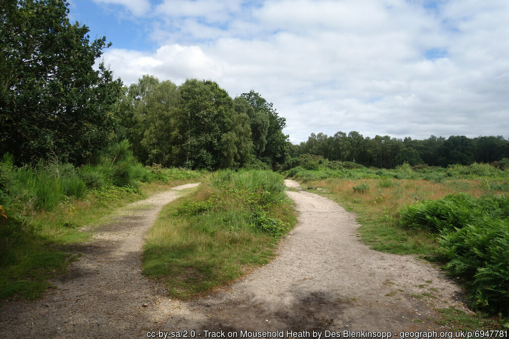 Mousehold Heath
