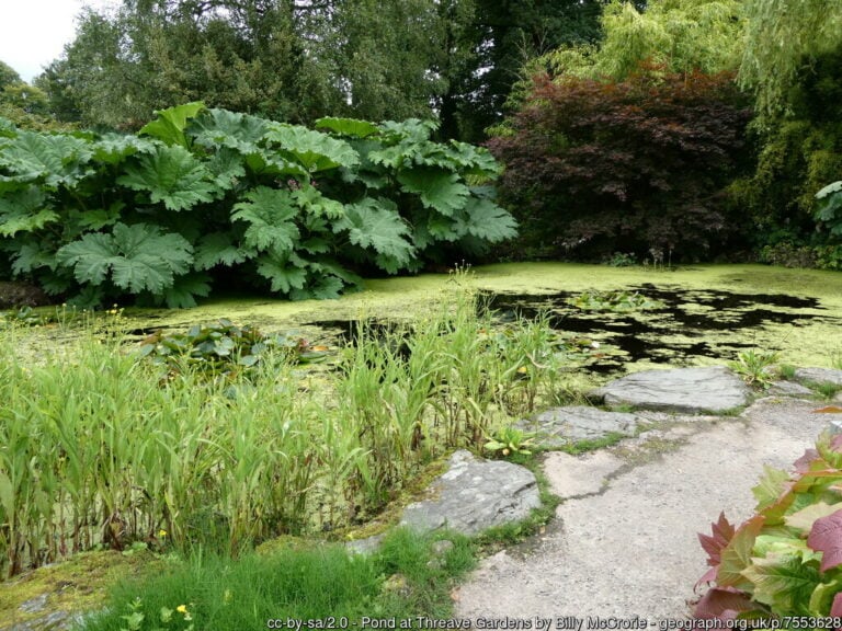 Threave Garden Pond 768x576