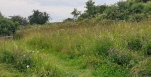 Heartwood Forest, Sandridge, St Albans, Hertfordshire
