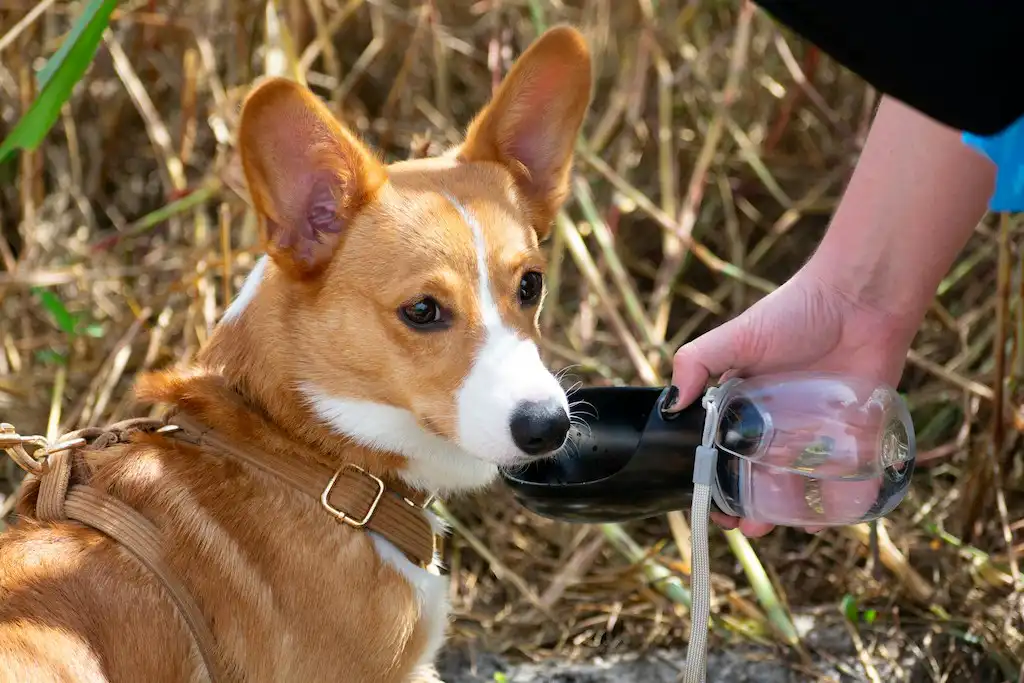 Portable container for dog drinks when out on a walk