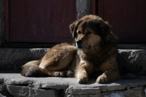 summer dog