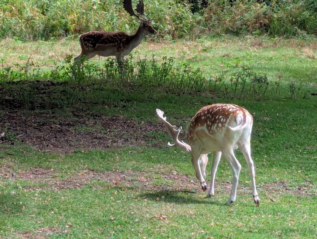 Bradgate Fallow Deer