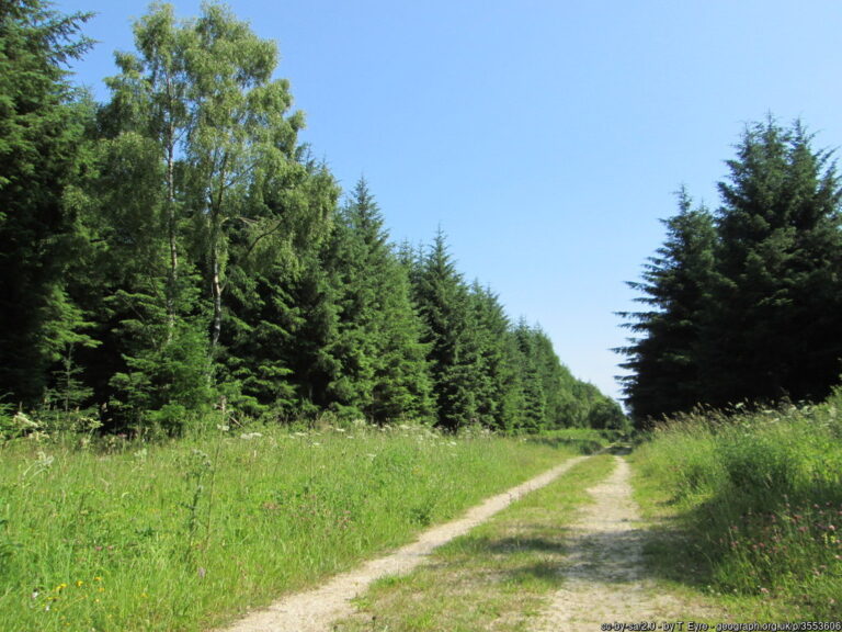 Dalby Forest Track 768x576
