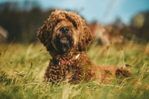 Peak District dog in grass
