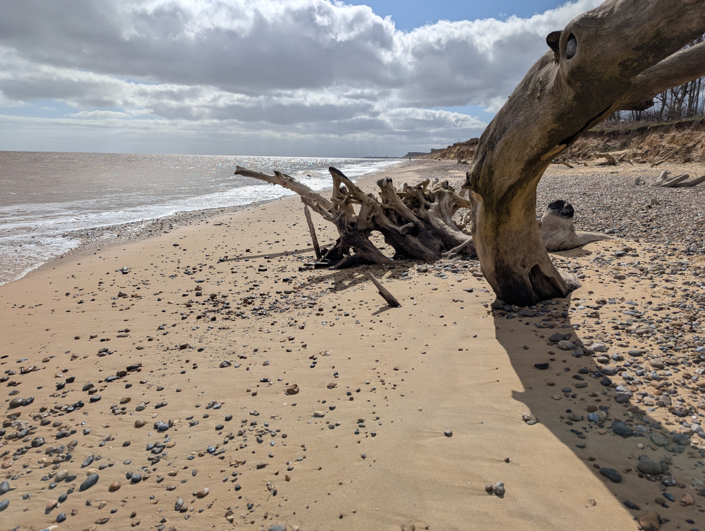 Covehithe Beach Trees