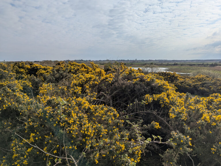Southwold Town Marshes 768x578
