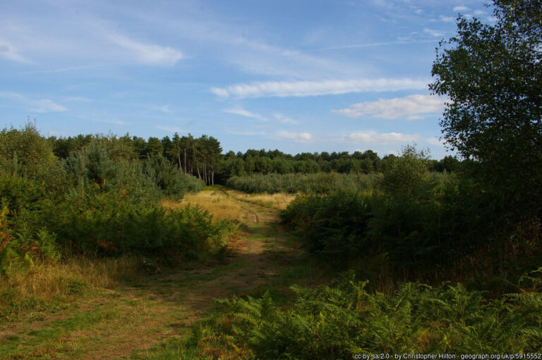Tunstall Forest 768x511