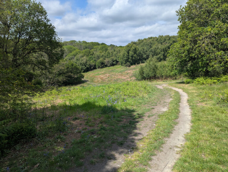 Northchurch Common Ashridge Estate 768x578
