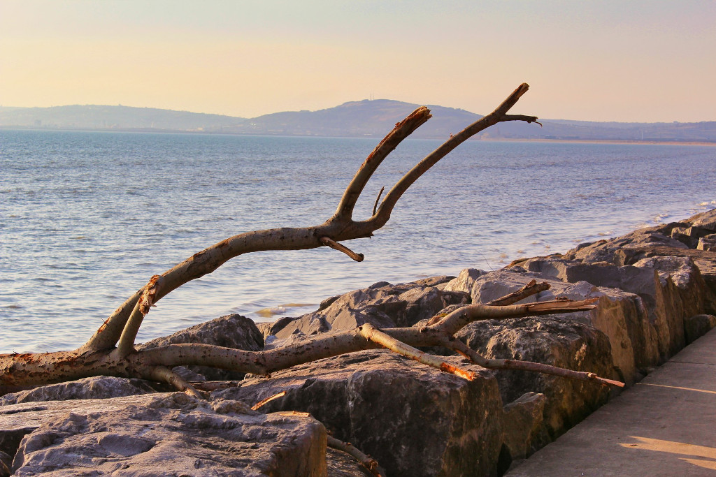 Driftwood Aberavon Beach