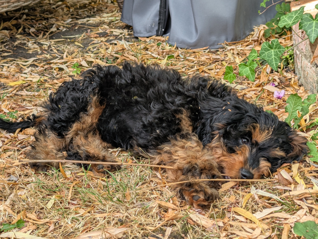 Mazie in Garden