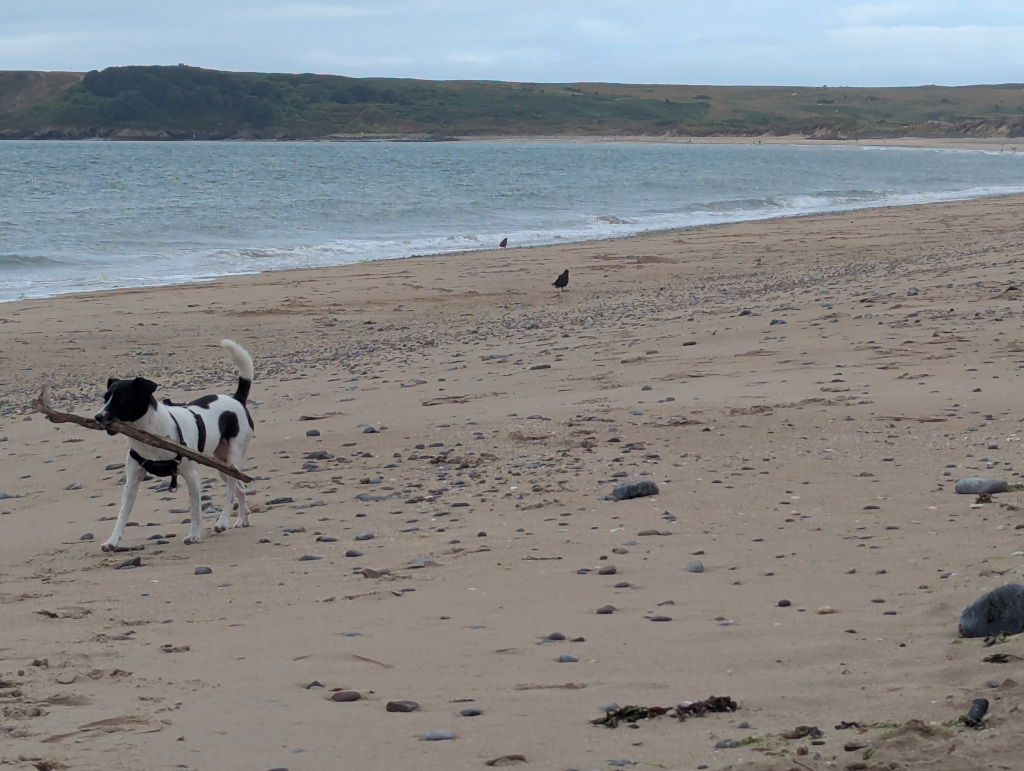 Tenby South Beach Dog Friendly